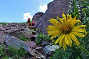 44 Doronico dei macereti (Doronicum grandiflorum)